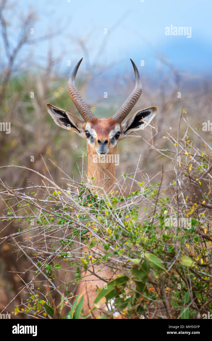 Gerenuk standing upright to reach leaves, National park of Kenya, Africa Stock Photo