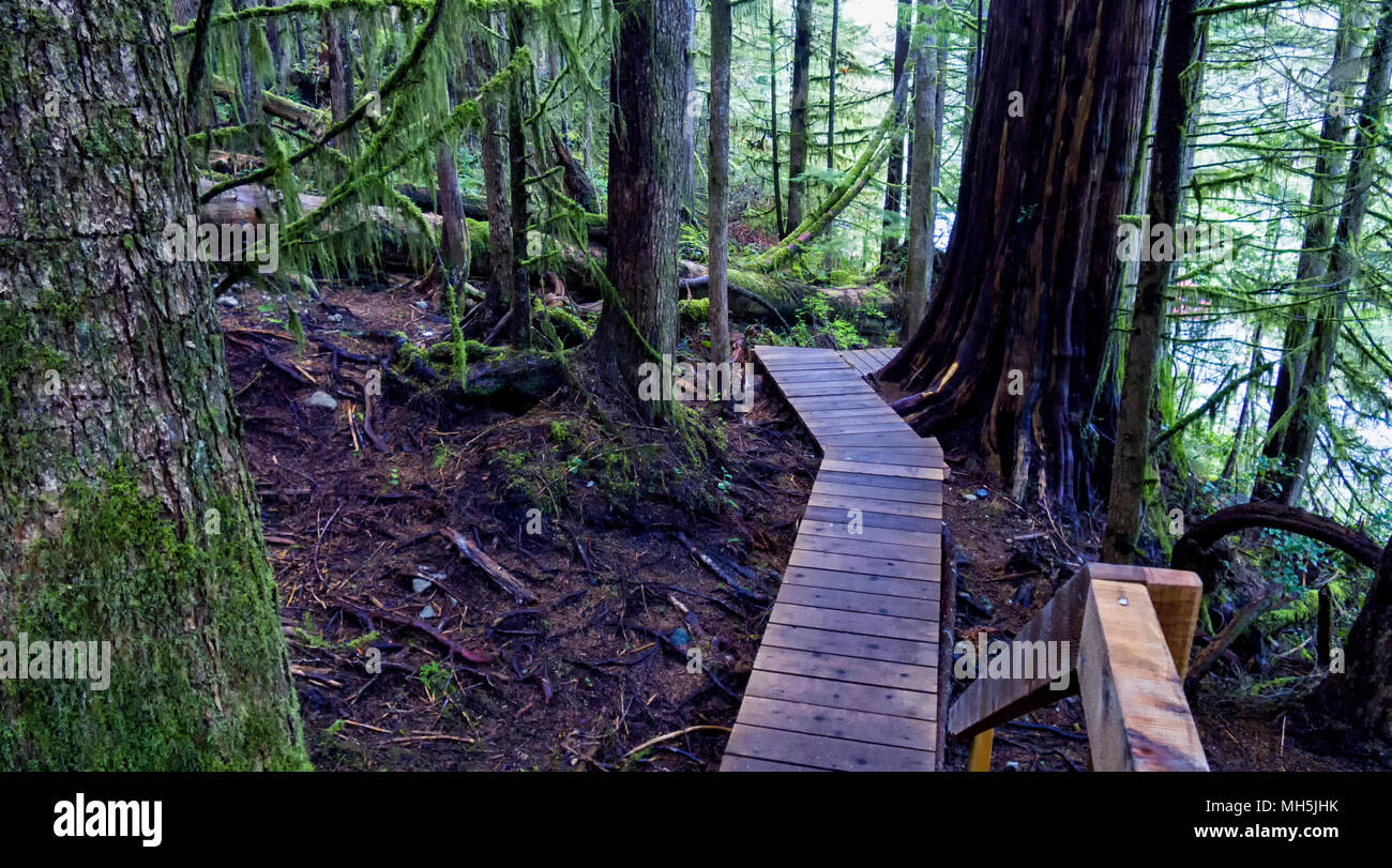 Natural beauty in Vancouver Island Series 2 -  Fresh and beautiful   old growth forest,  lower Avatar Grove Vancouver Island British Columbia Canada 5 Stock Photo