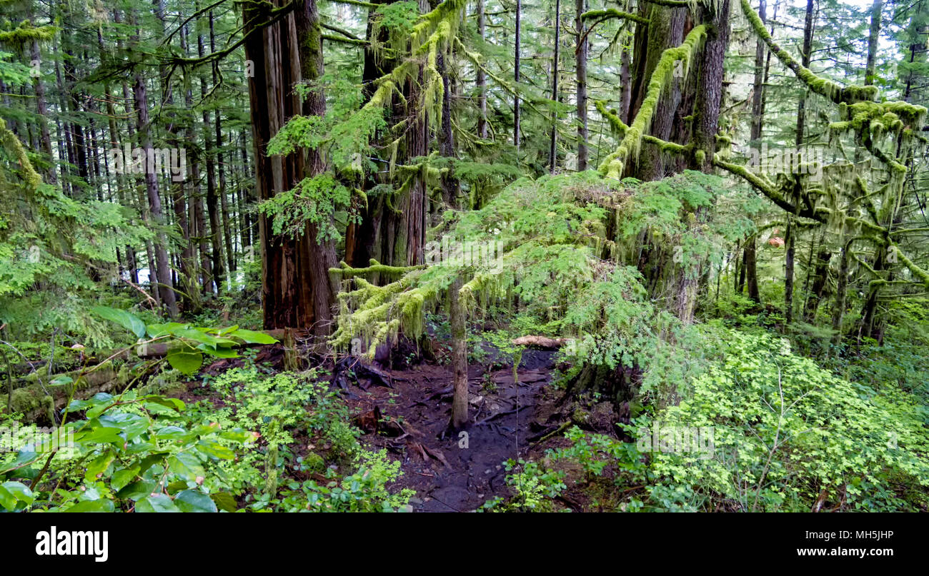 Natural beauty in Vancouver Island Series 2 -  'Gnarliest tree' in the old growth forest. Upper Avatar Grove Vancouver Island British Columbia Canada Stock Photo