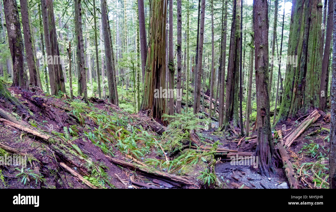Natural beauty in Vancouver Island Series 2 -  'Gnarliest tree' in the old growth forest. Upper Avatar Grove Vancouver Island British Columbia Canada Stock Photo