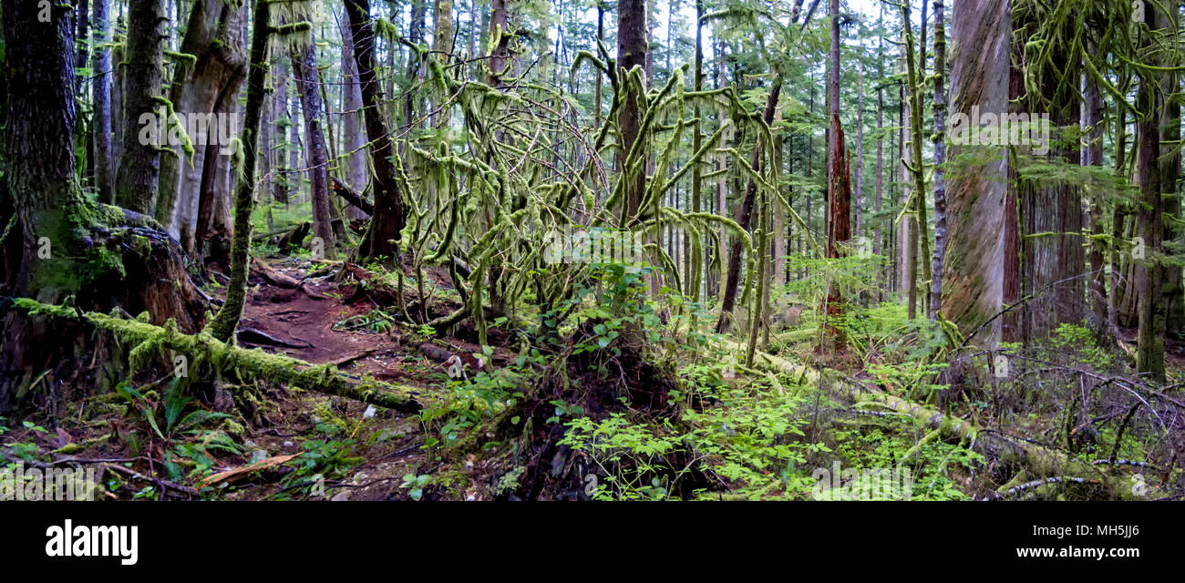 Natural beauty in Vancouver Island Series 2 -  Fresh and beautiful   old growth forest,  lower Avatar Grove Vancouver Island British Columbia Canada 4 Stock Photo