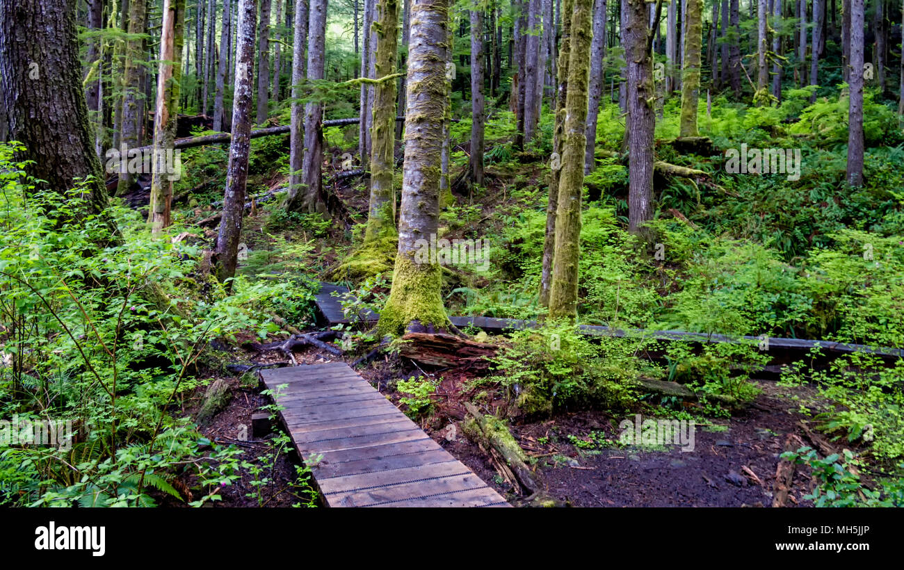Natural beauty in Vancouver Island Series 2 -  Fresh and beautiful   old growth forest,  lower Avatar Grove Vancouver Island British Columbia Canada 2 Stock Photo