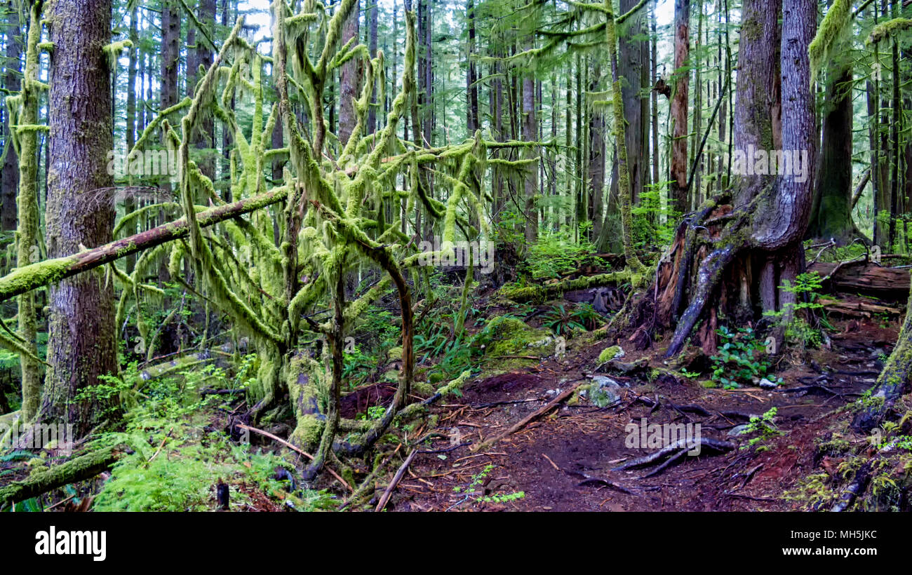 Natural beauty in Vancouver Island Series 2 -  Mossy covered   old growth tree in lower Avatar Grove 1, Vancouver Island British Columbia Canada. Stock Photo
