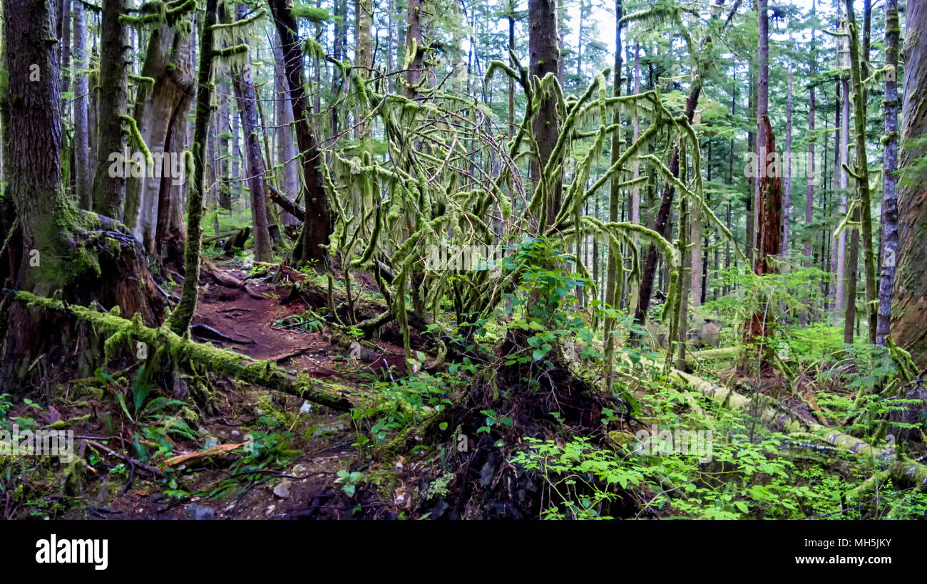 Natural beauty in Vancouver Island Series 2 -  Mossy covered   old growth tree in lower Avatar Grove Vancouver Island British Columbia Canada. Stock Photo