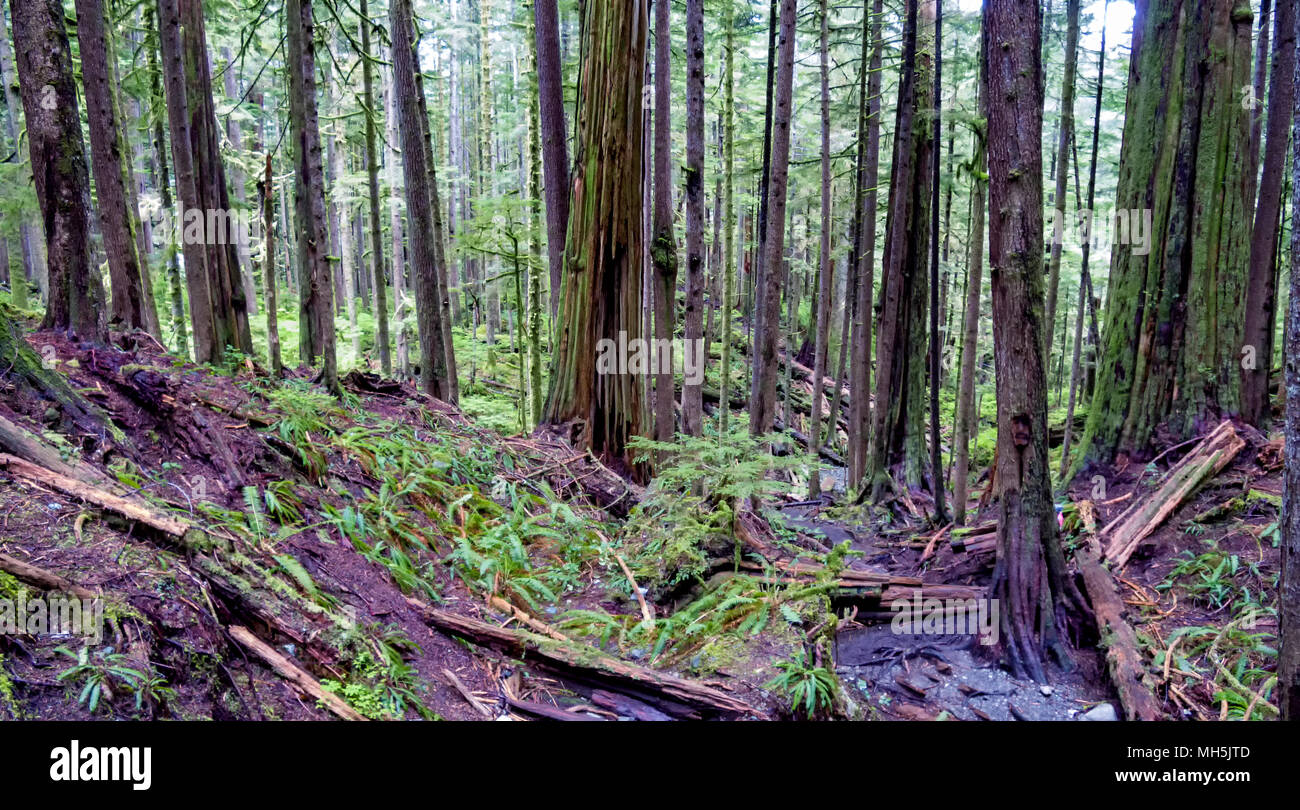 Natural beauty in Vancouver Island Series 2 -  Very old growth ancient forest. Avatar Grove Vancouver Island British Columbia Canada 1. Stock Photo