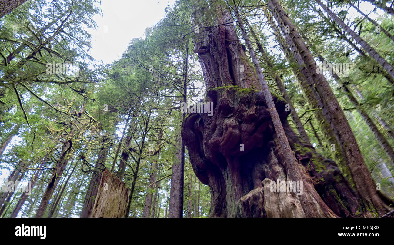 Natural beauty in Vancouver Island Series 2 -  'Gnarliest tree' in the old growth forest. Upper Avatar Grove Vancouver Island British Columbia Canada4 Stock Photo