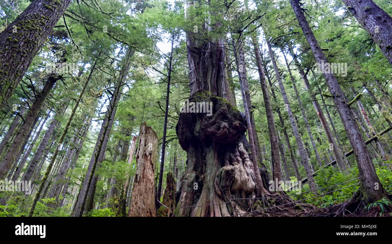 Natural beauty in Vancouver Island Series 2 -  'Gnarliest tree' in the old growth forest. Upper Avatar Grove Vancouver Island British Columbia Canada3 Stock Photo