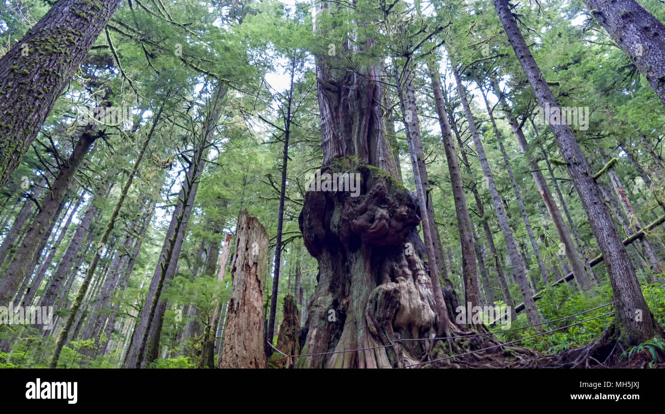 Natural beauty in Vancouver Island Series 2 -  'Gnarliest tree' in the old growth forest. Upper Avatar Grove Vancouver Island British Columbia Canada2. Stock Photo