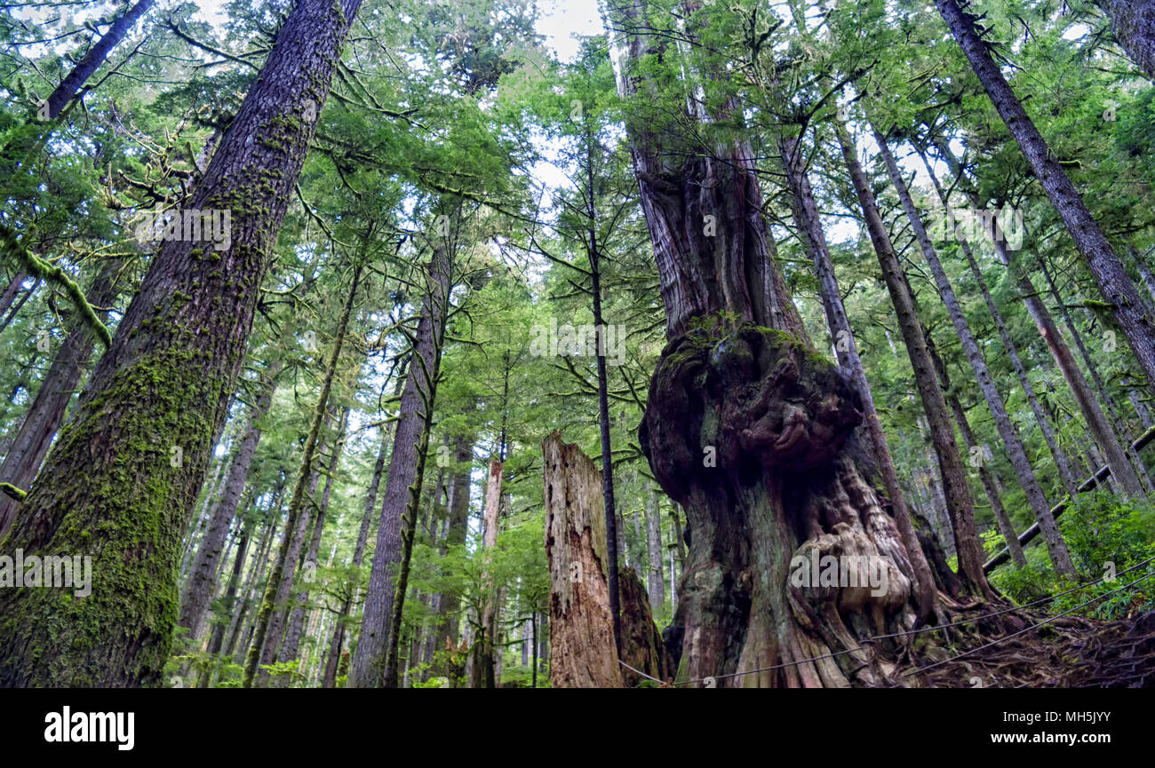 Natural beauty in Vancouver Island Series 2 -  'Gnarliest tree' in the old growth forest. Upper Avatar Grove Vancouver Island British Columbia Canada . Stock Photo