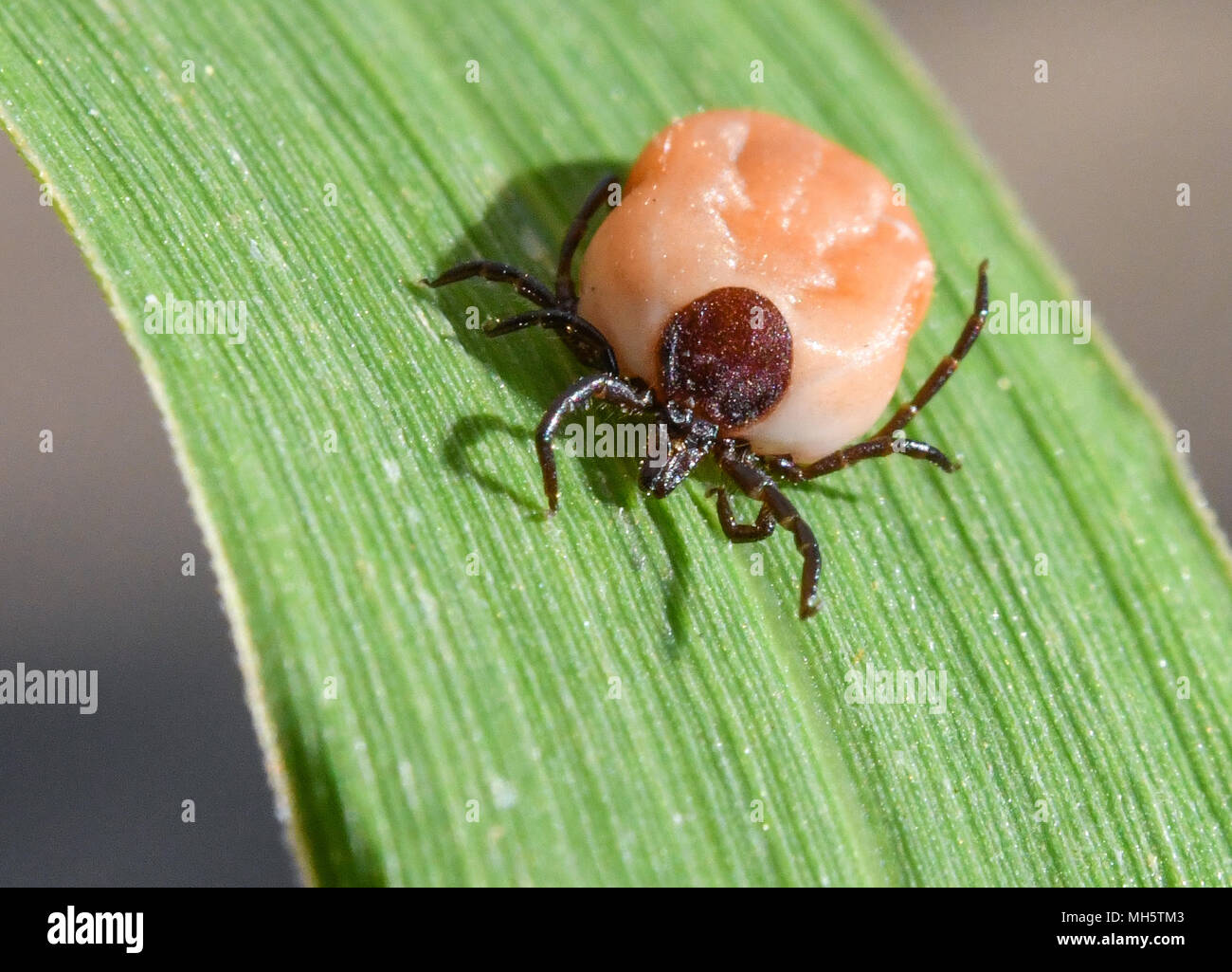 29 April 2018, Germany, Sieversdorf: A saturated tick crawls up a leaf. Ticks, which normally lurk in the meadows, love temperatures above 7°C and more than 80% of air humidity. They prefer warm and humid spaces, finding their habitat to be typically in the forest. Tick bites can cause borreliosis, leading to hinge, heart and nerve infections. Photo: Patrick Pleul/dpa-Zentralbild/ZB Stock Photo