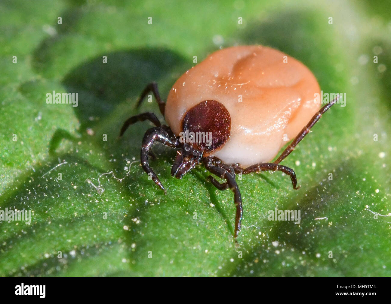 29 April 2018, Germany, Sieversdorf: A saturated tick crawls up a leaf. Ticks, which normally lurk in the meadows, love temperatures above 7°C and more than 80% of air humidity. They prefer warm and humid spaces, finding their habitat to be typically in the forest. Tick bites can cause borreliosis, leading to hinge, heart and nerve infections. Photo: Patrick Pleul/dpa-Zentralbild/ZB Stock Photo