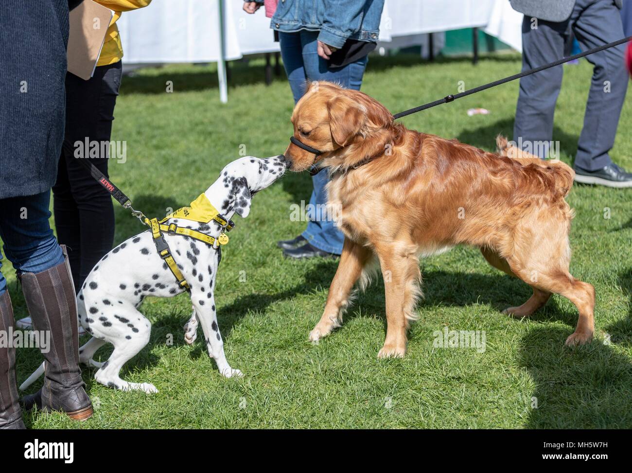 United kingdom kennel club hires stock photography and images Alamy