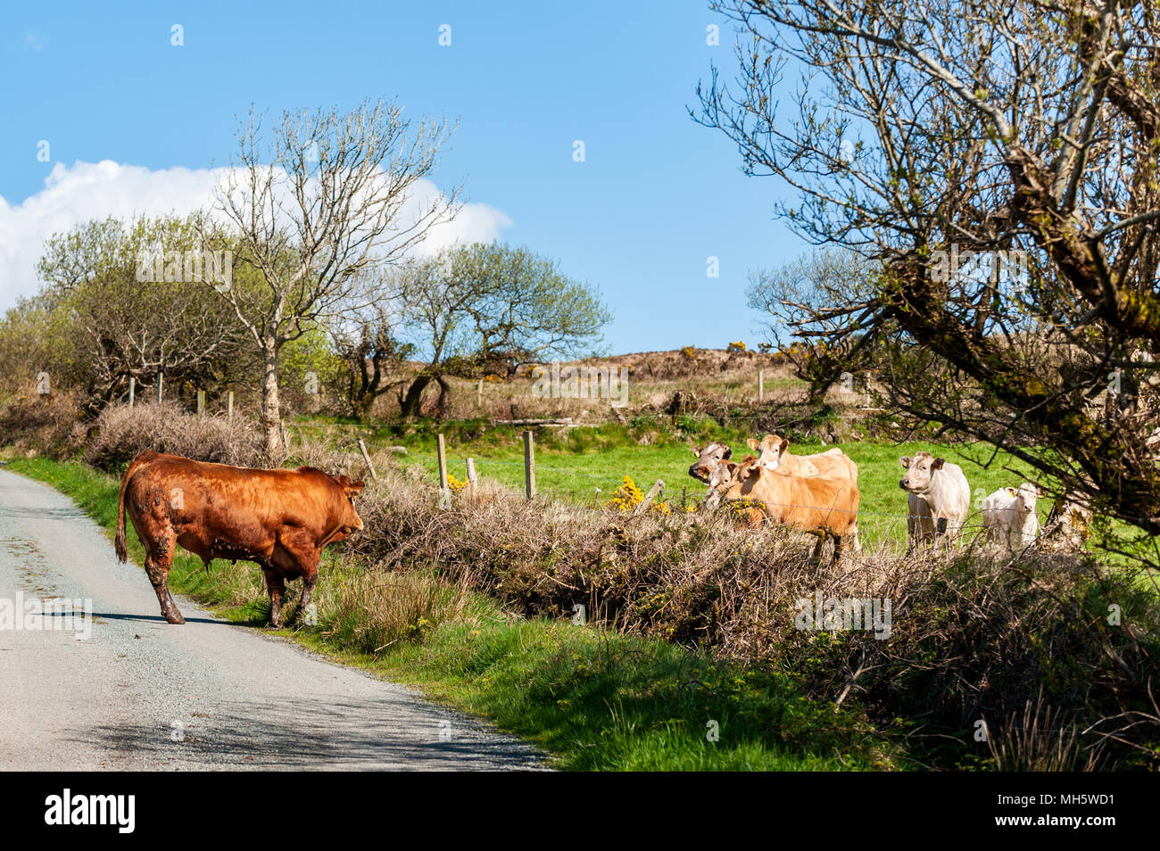 Ballydehob, Ireland. Mon 30th Apr, 2018. A bull checks out the cattle in a  neighbouring field as a local farmer moves his cattle to the farmyard for  TB testing on a bright