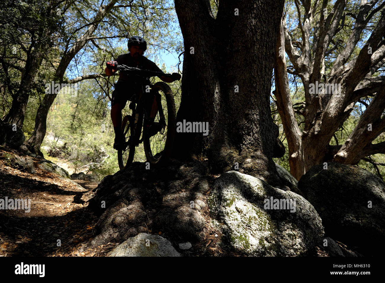 Idyllwild, California, USA. 29th Apr, 2018. Mountain biker rides steep trails past big rocks and oak tress at elevations above 6,500ft high above the desert floor near Idyllwild in the San Jacinto Mountains. Rising abruptly from the desert floor, the Santa Rosa and San Jacinto Mountains National Monument reaches an elevation of 10,834 feet, the northernmost of the Peninsular Ranges system. Many flora and fauna species within the national monument are state and federal listed threatened or endangered species, including the Peninsular Bighorn Sheep (Ovis canadensis cremnobates), a subspecies en Stock Photo