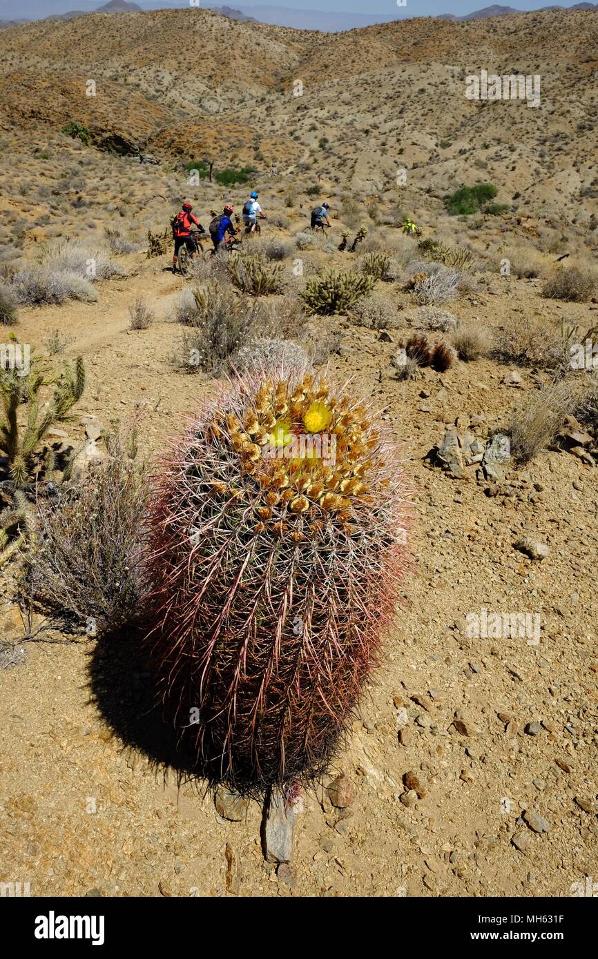 Palm Springs, California, USA. 28th Apr, 2018. Mountain bikers pass huge cactus and rocks on the trail. This is a true Southern California Epic mountain bike ride in the Santa Rosa and San Jacinto Mountains National Monument. Offering huge vistas, off-camber narrow single track, ridges, stream beds, rocks, sand, cactus. This point-to-point route passes a varied array of high desert trails from the foot of the north slope of Santa Rosa Mountains and Agua Caliente Indian Reservation at 4500 feet down to Palm Springs 29 miles away at 500 feet. Credit: Ruaridh Stewart/ZUMA Wire/Alamy Live News Stock Photo