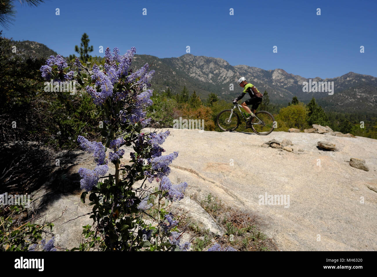 Idyllwild, California, USA. 29th Apr, 2018. Mountain biker rides steep trails past wildflowers, granite rock slabs and pine tress at elevations above 6,500ft high above the desert floor near Idyllwild in the San Jacinto Mountains. Rising abruptly from the desert floor, the Santa Rosa and San Jacinto Mountains National Monument reaches an elevation of 10,834 feet, the northernmost of the Peninsular Ranges system. Many flora and fauna species within the national monument are state and federal listed threatened or endangered species, including the Peninsular Bighorn Sheep (Ovis canadensis cremno Stock Photo