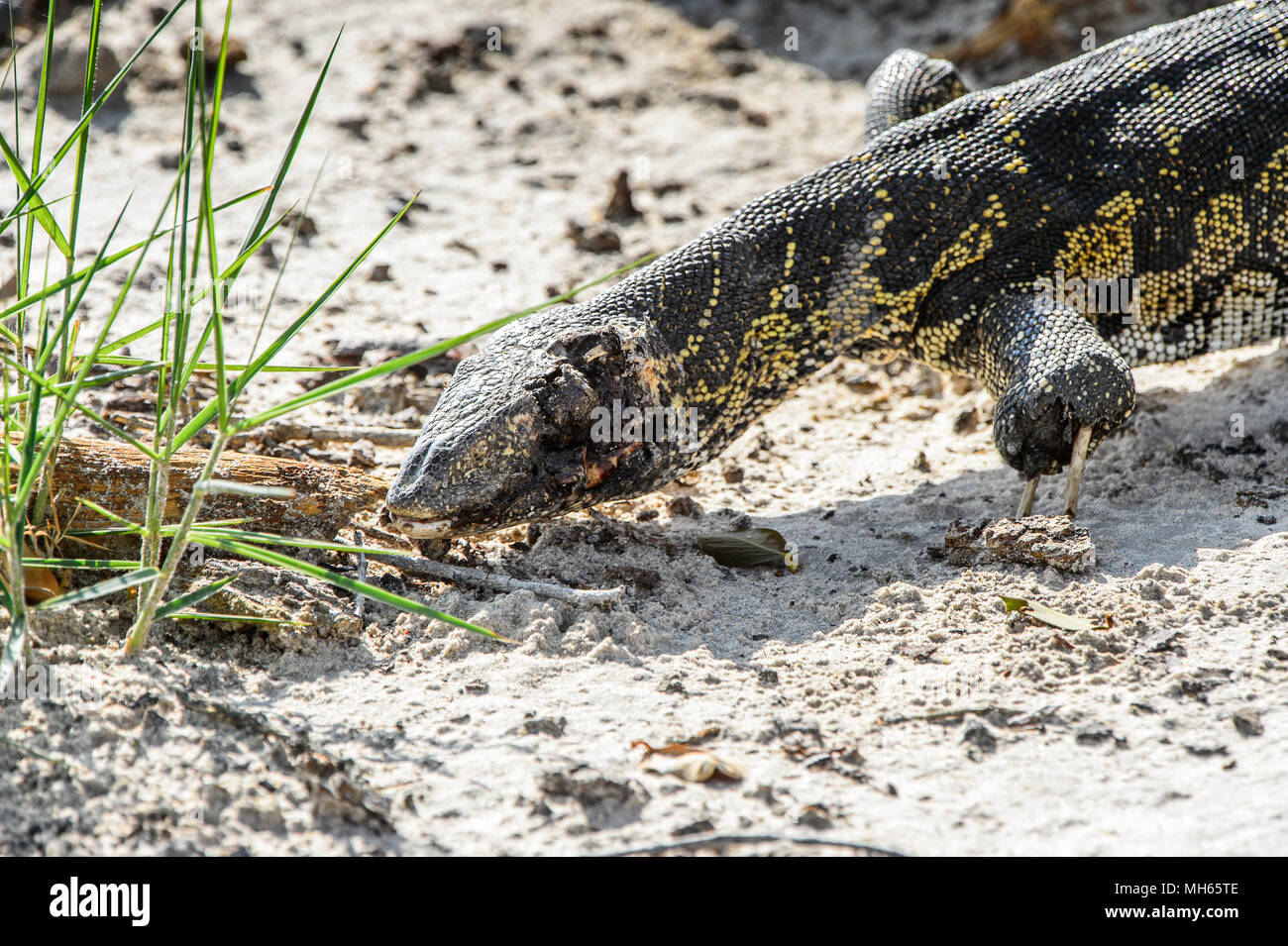 Monitor Lizard in the Moremi Game Reserve (Okavango River Delta), National Park, Botswana Stock