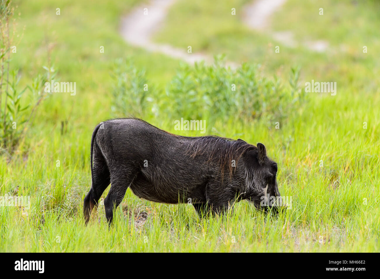 Wild boar eats grass in the Moremi Game Reserve (Okavango River Delta), National Park, Botswana Stock Photo