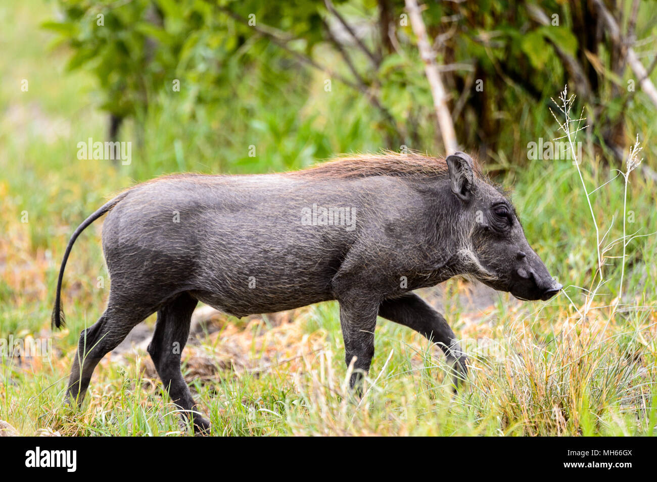 Wild boar eats grass in the Moremi Game Reserve (Okavango River Delta), National Park, Botswana Stock Photo