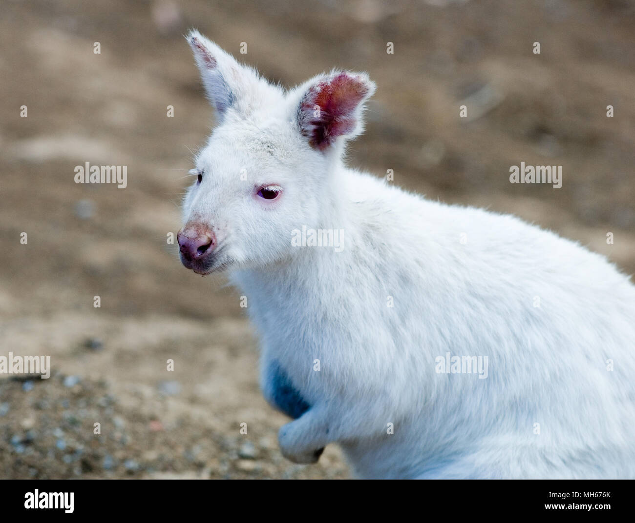 Albino animals hi-res stock photography and images - Alamy