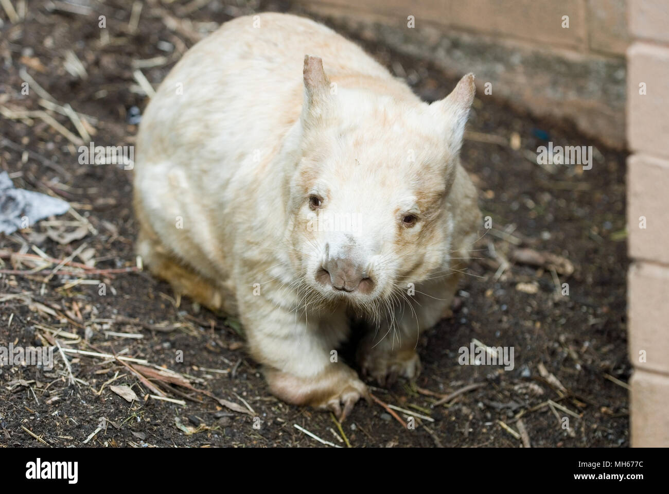 White Southern Hairy Nosed Wombat, South Australia. Stock Photo