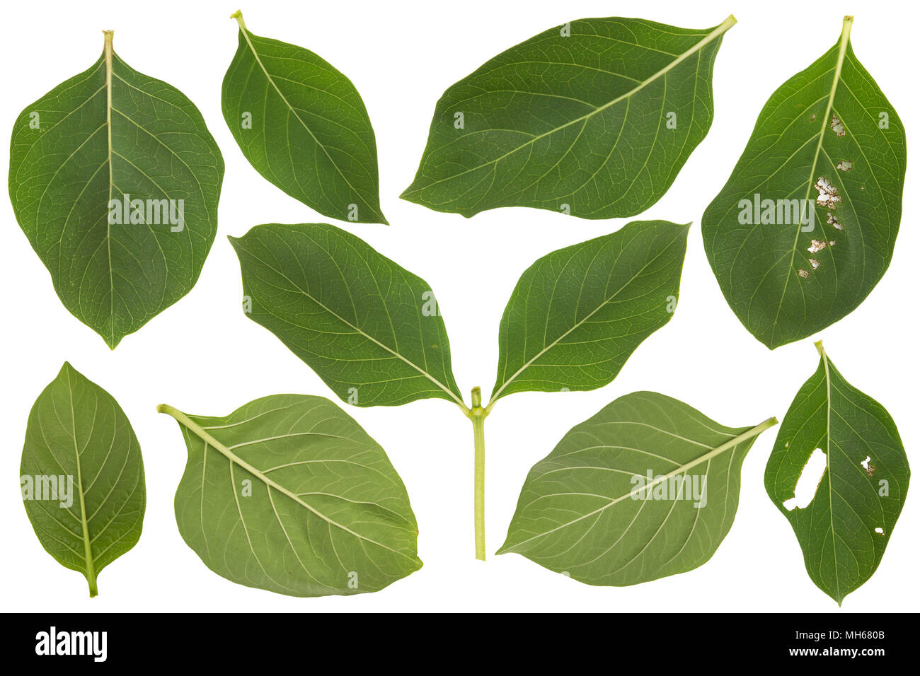 closeup green leaves isolated on white background Stock Photo - Alamy