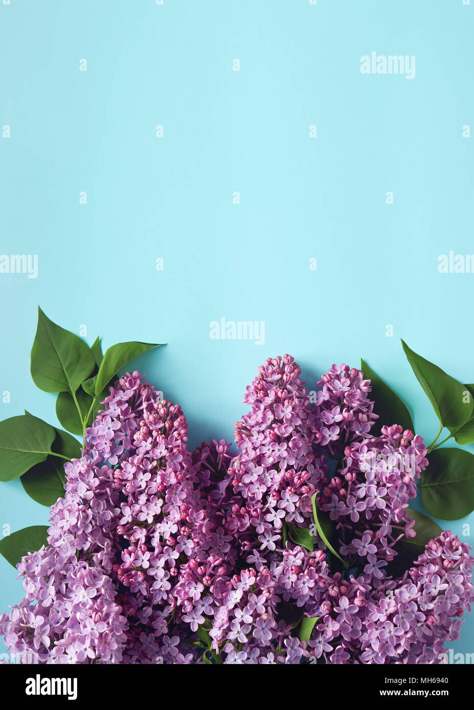 Sprigs of purple lilac on light blue background, viewed from above. Copy space. Stock Photo