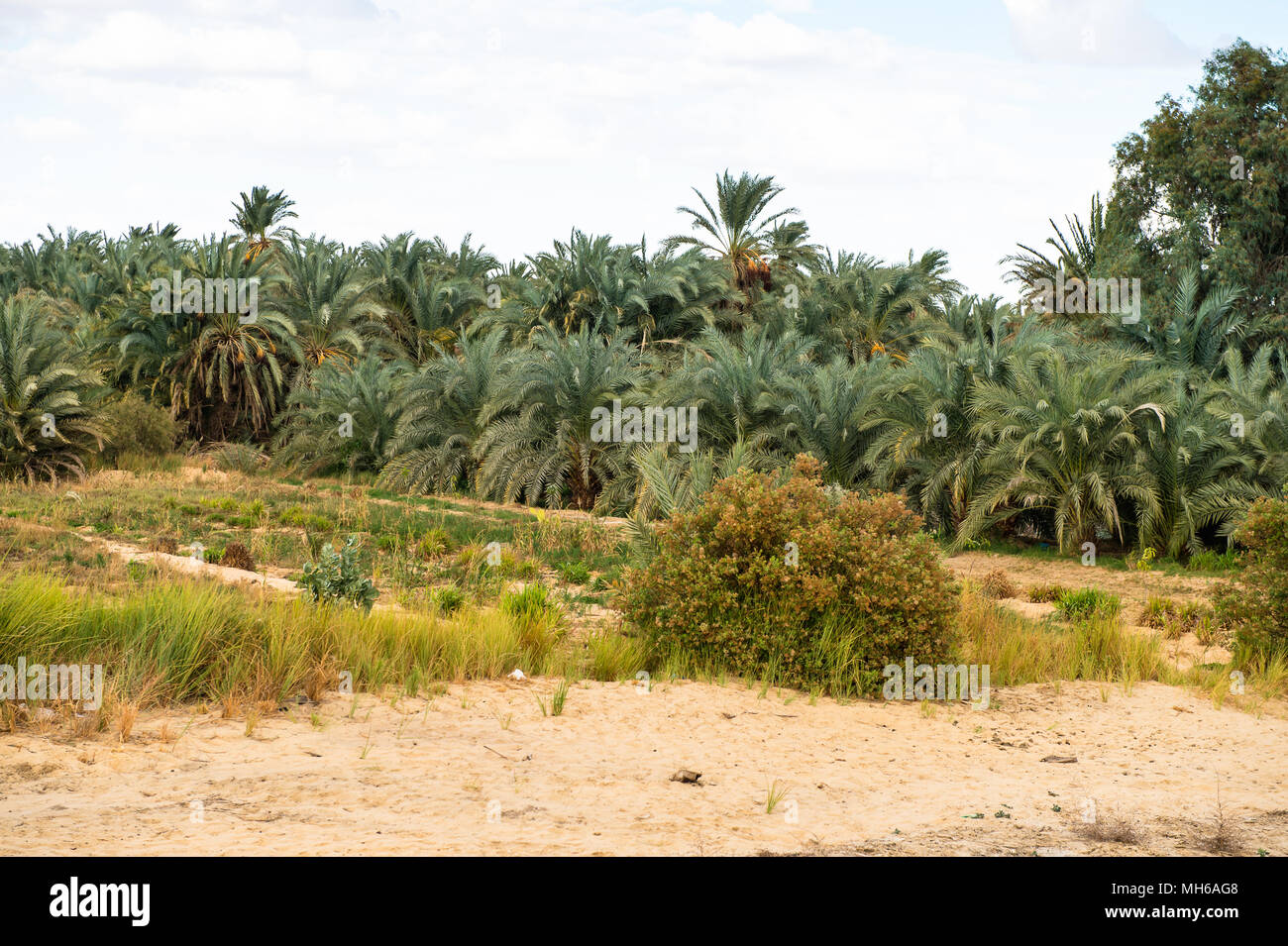 Trees in the Bahariya Oasis in EGypt Stock Photo Alamy