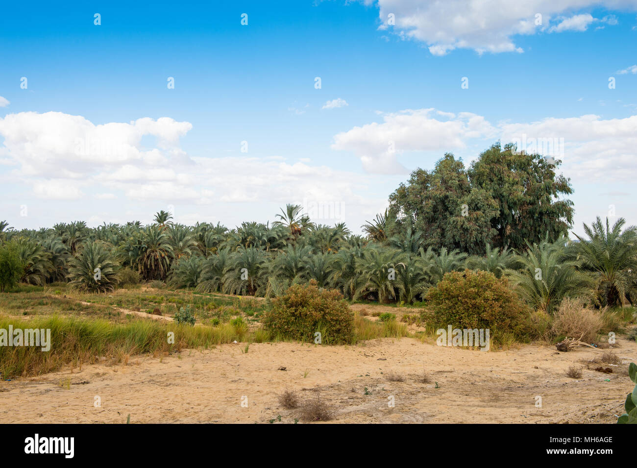 Trees in the Bahariya Oasis in EGypt Stock Photo Alamy