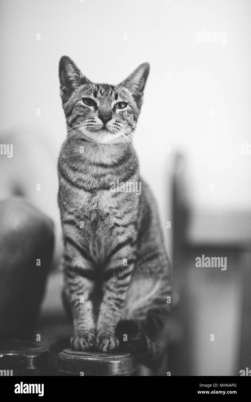 Domestic Cats and Dogs Stock Photo Alamy