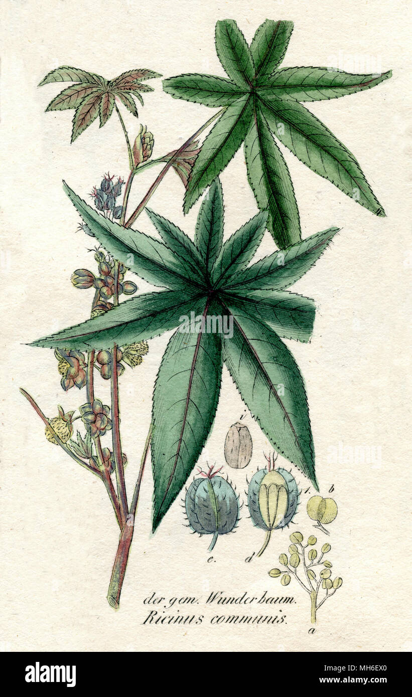 Ricinus Communis The Castor Bean Or Castor oil plant 1850 Stock 