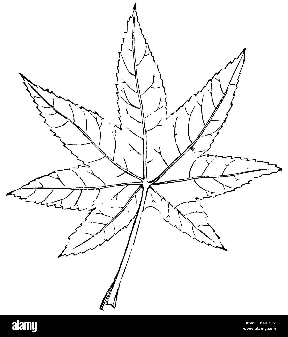 Ricinus communis, the castor bean, or castor-oil-plant, leaf, anonym ...