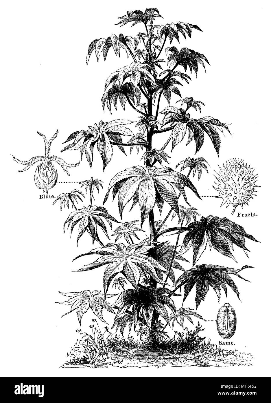 Castor bean ricinus Black and White Stock Photos & Images Alamy