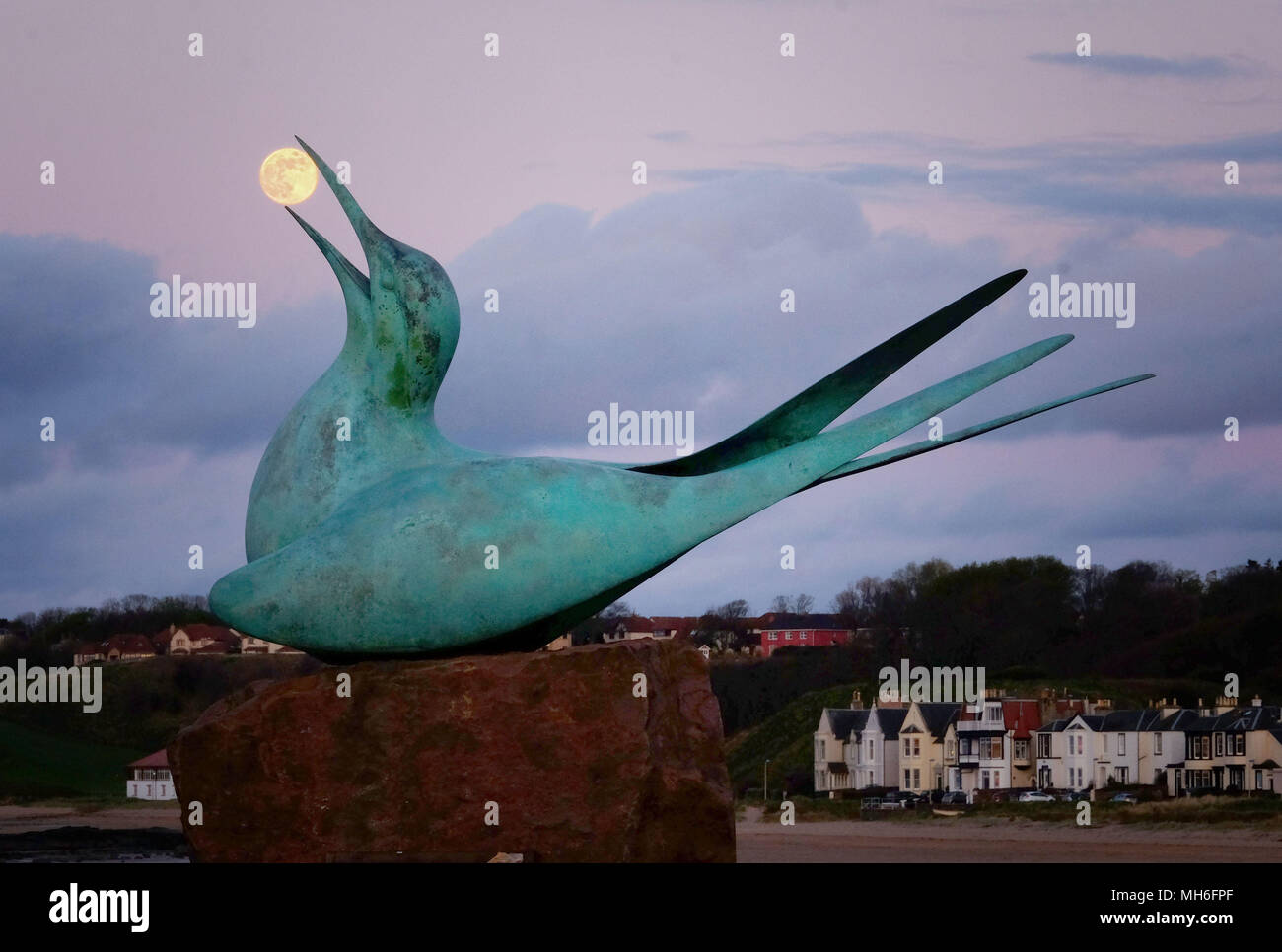 A full moon, known as a Pink Moon in the month of April, rises behind the bronze sculpture of an Arctic Tern on the sea front at North Berwick in East Lothian. Stock Photo