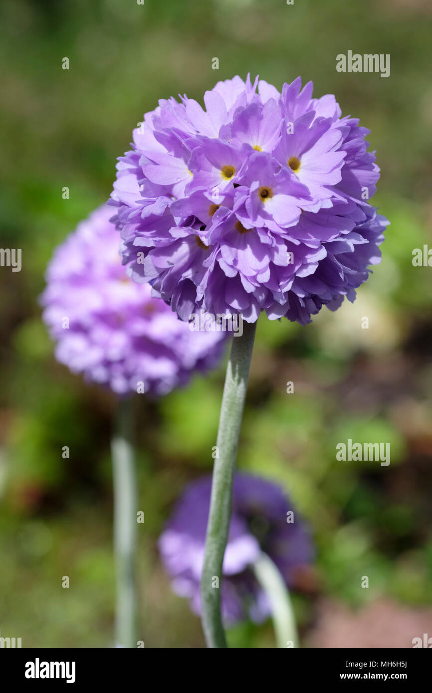 Close-up of flowers of the candelabra primula, primula Wilsonii. Stock Photo
