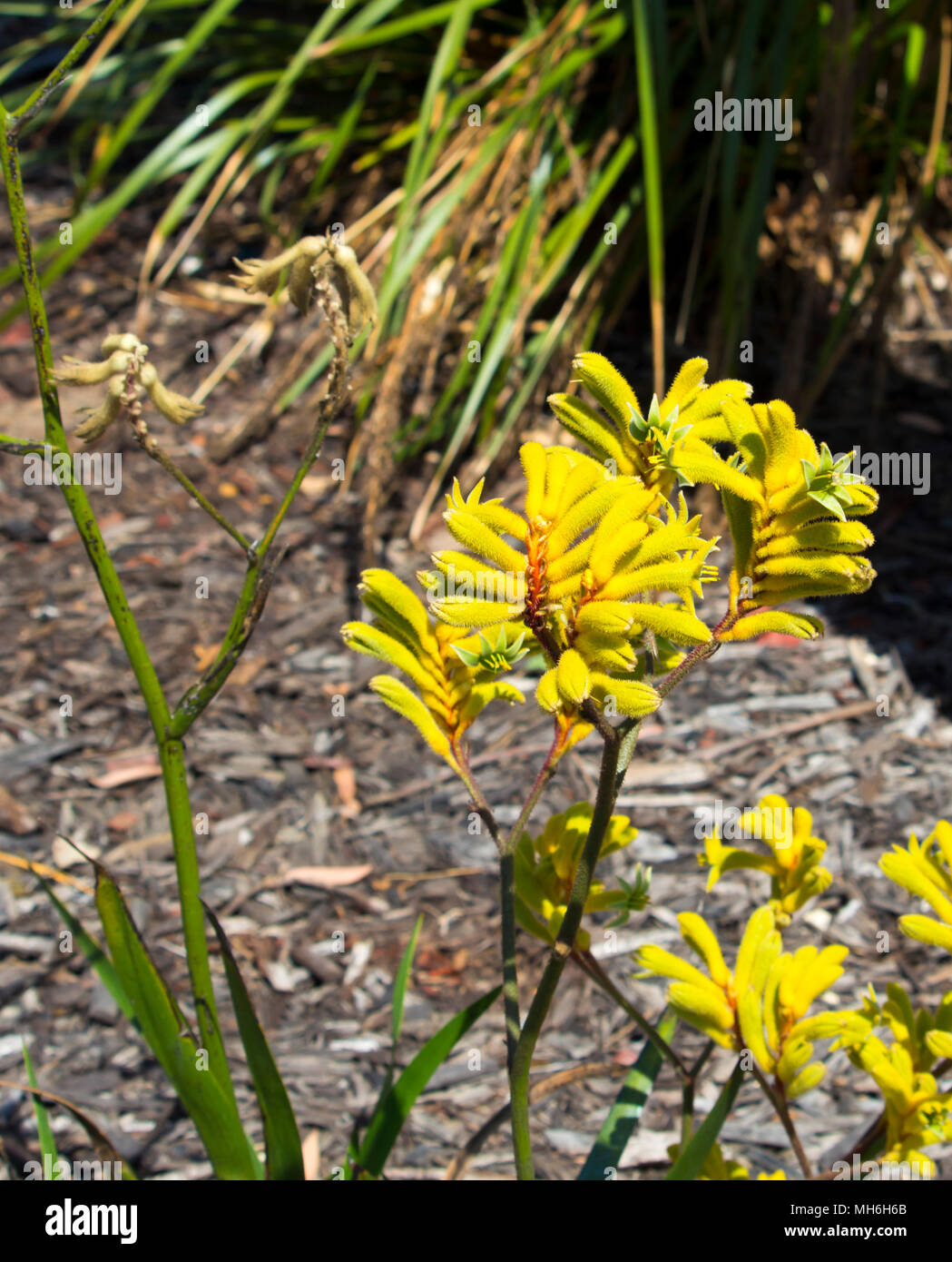 Bright West Australian wildflower yellow Kangaroo Paw anigozanthus Bush