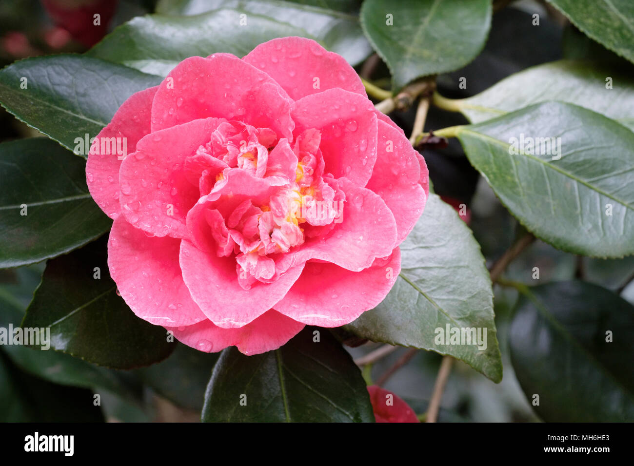 Close-up of Camellia Japonica 'R.L. Wheeler' flower, April Stock Photo