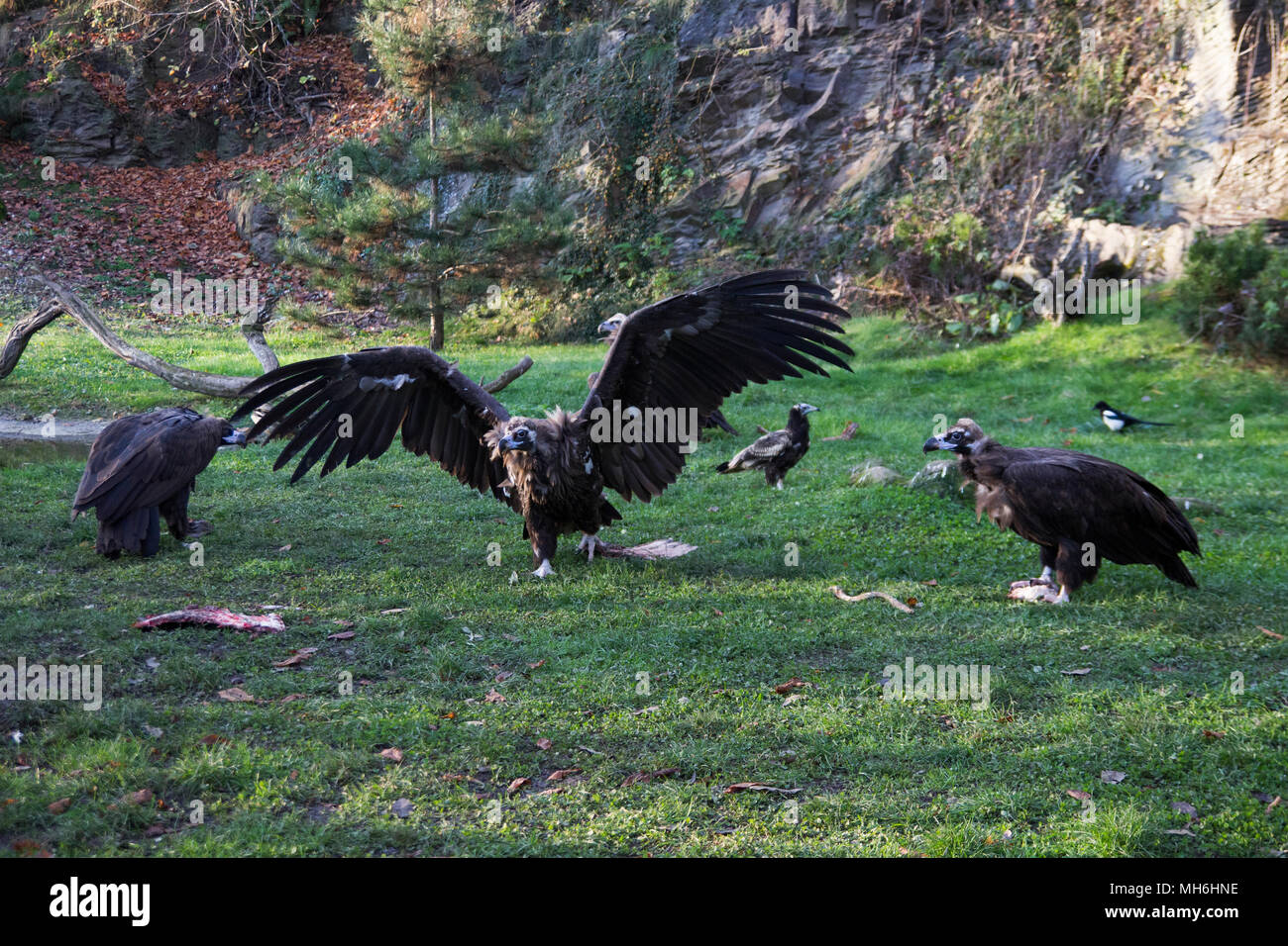 A big griffon vulture with open wings. Stock Photo