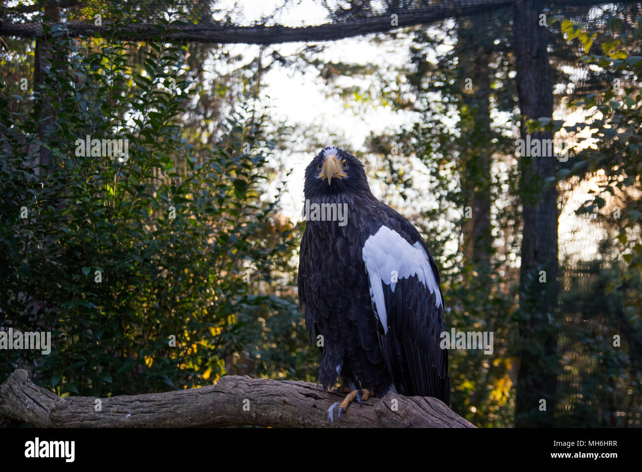 black eagle camera