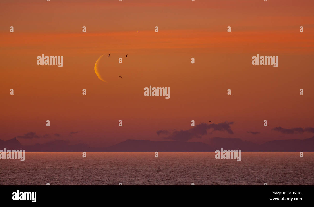 Face Shape from Birds Flying in Front of Crescent Moon at Arctic Lofoten at Sunrise Stock Photo