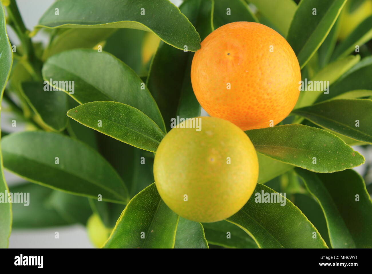 kumquat fruits on a kumquat tree (Citrus japonica) Stock Photo