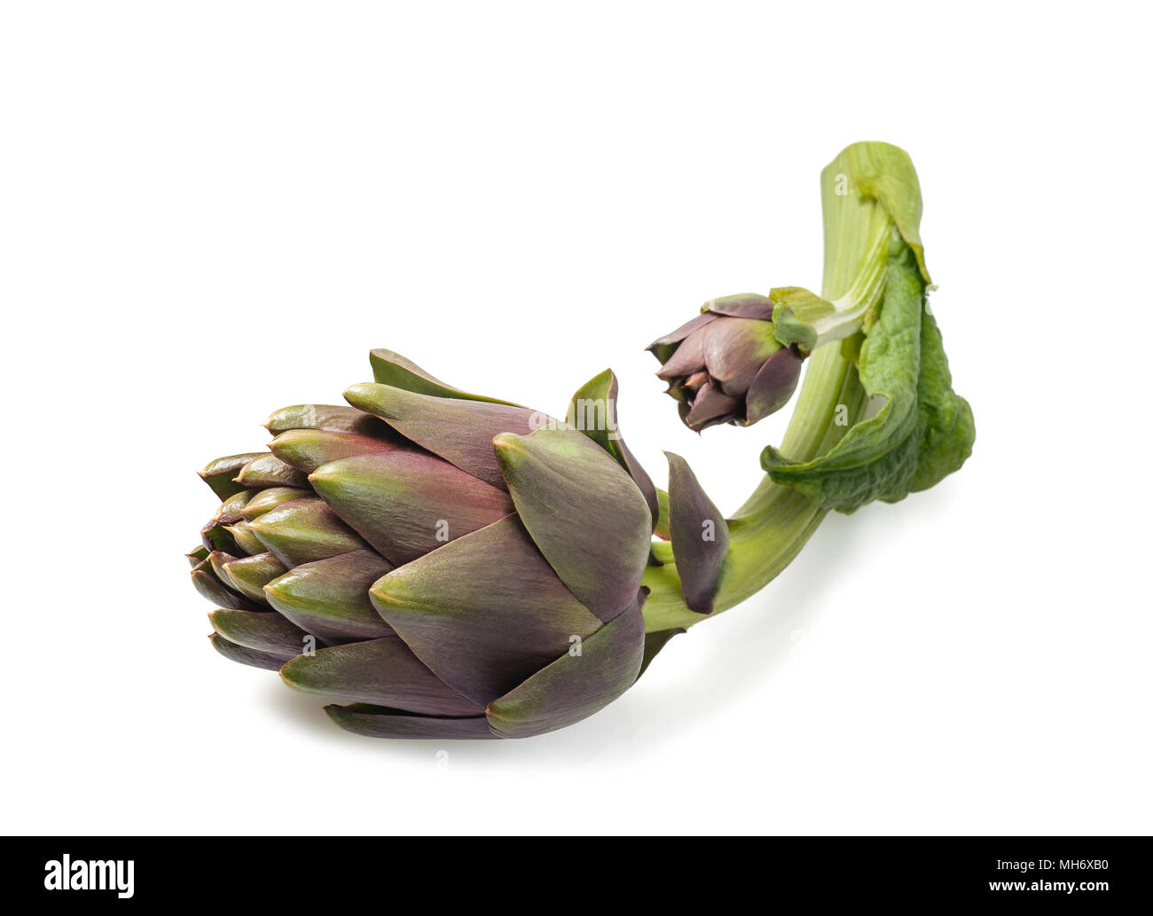 two fresh artichokes isolated on white background Stock Photo