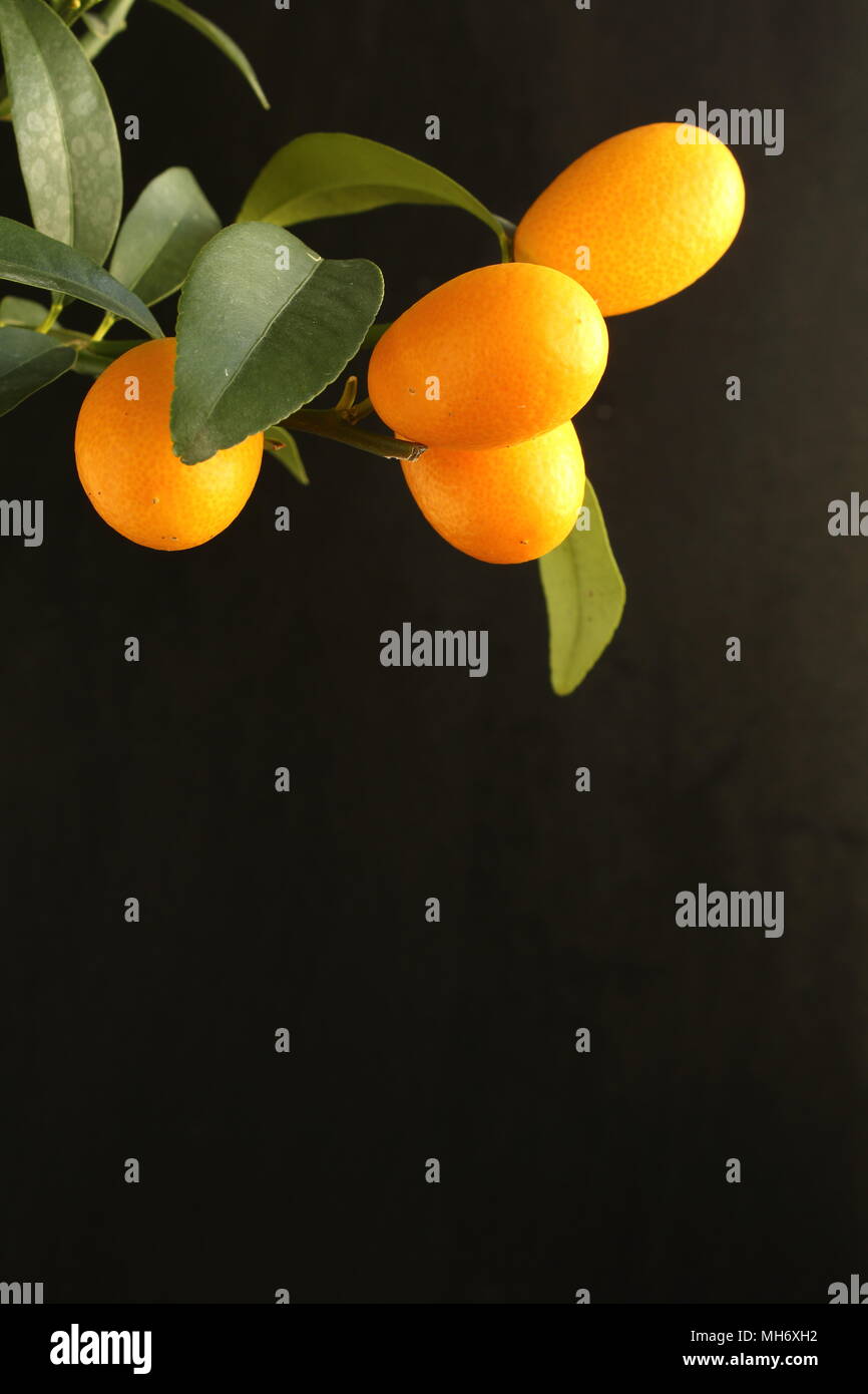 fresh kumquat fruits on a kumquat tree (Citrus japonica) in closeup view with copy space Stock Photo