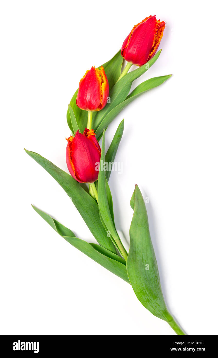 red tulips isolated on white background Stock Photo - Alamy