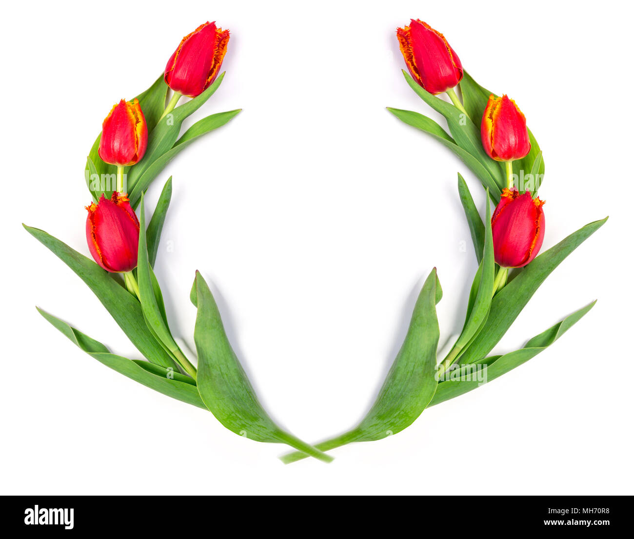 red tulips isolated on white background with copy space Stock Photo - Alamy