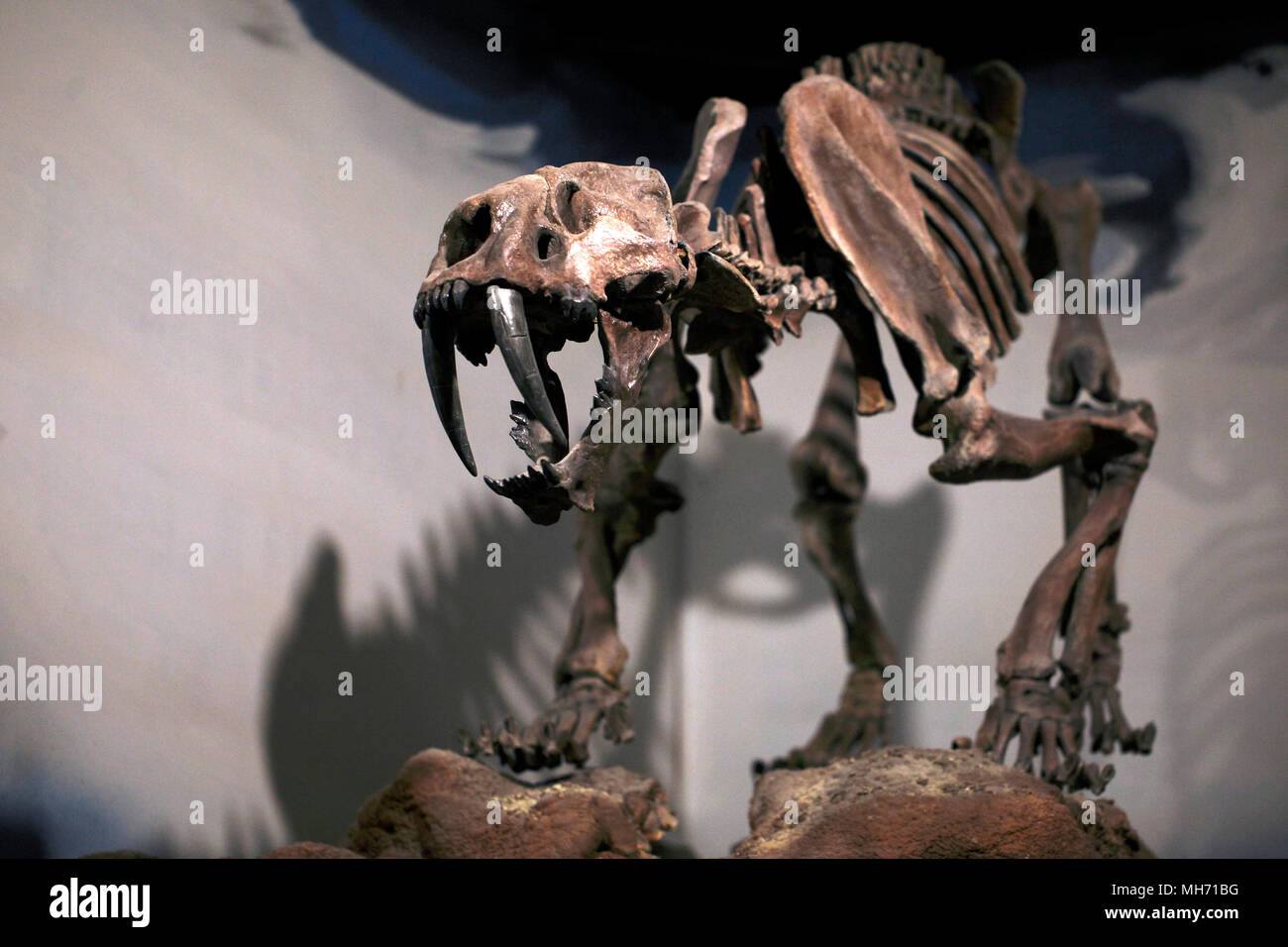 Sabre-toothed tiger skeleton. Fossil. Fossils. Smilodon. Stock Photo