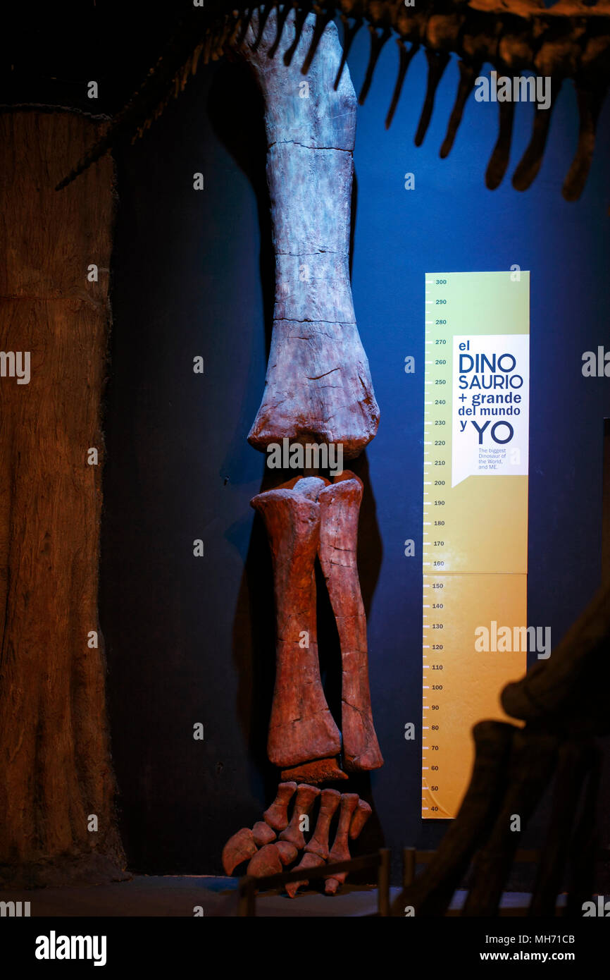 Patagotitan mayorum leg bones with a measuring chart. The largest dinosaur in the world in 2018 Stock Photo