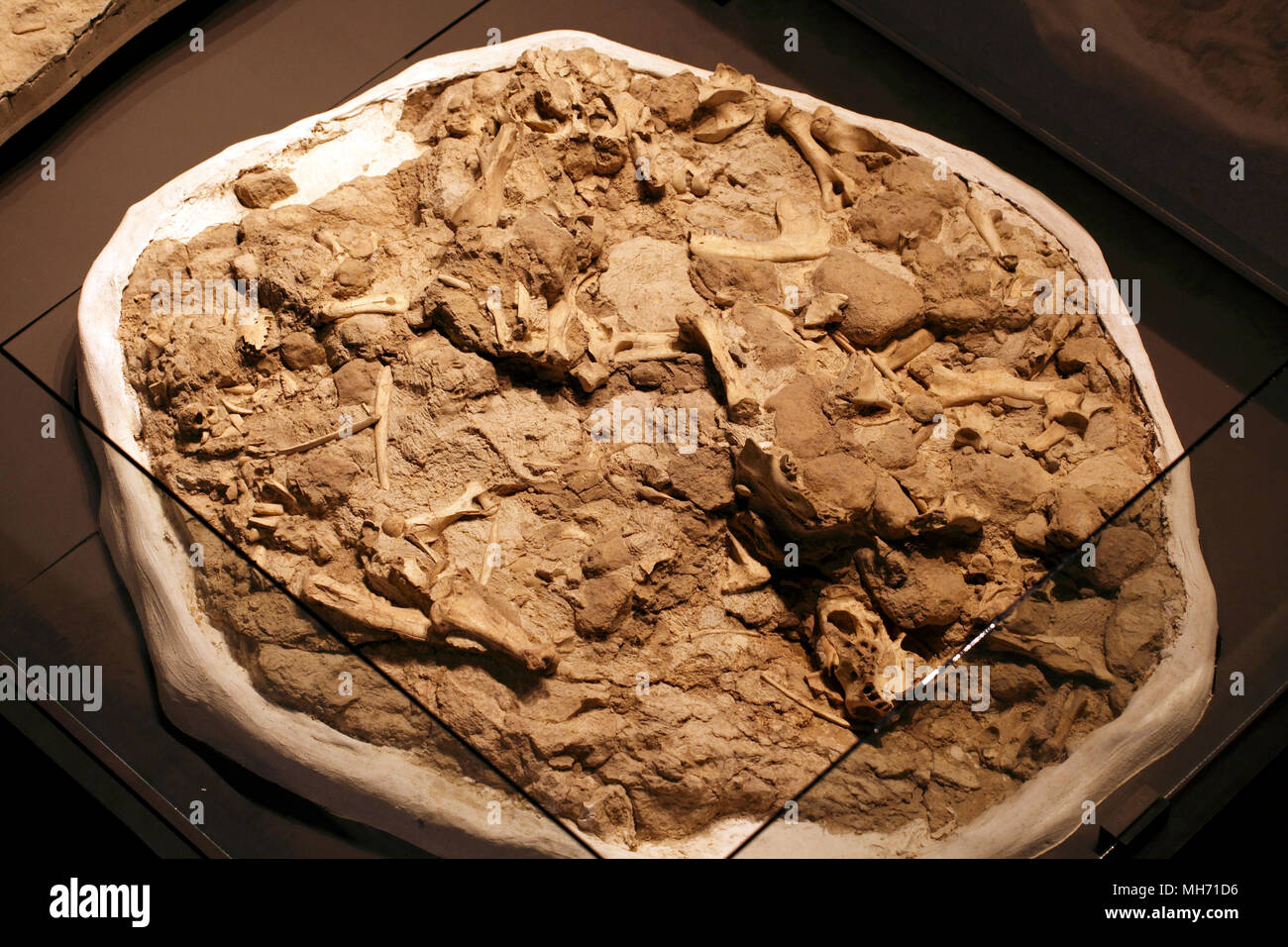 Fossil bones in rock at Trelew dinosaur museum. Chubut, Argentina. Jaws, ball and socket joint, bone, shoulder, hip. Stock Photo