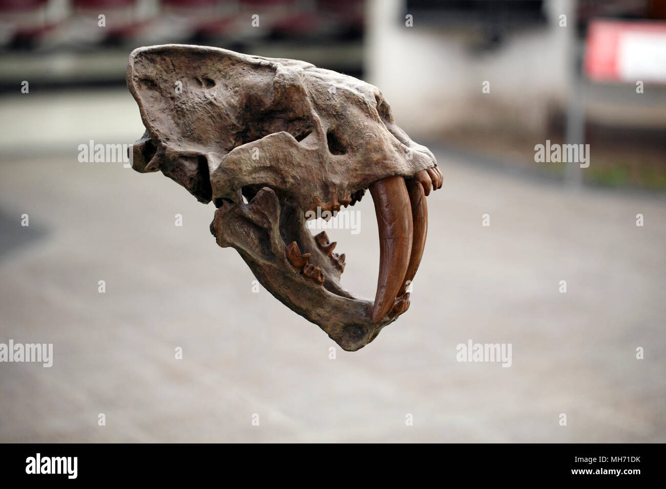 Sabre-toothed tiger fossil skull and jaw. Stock Photo