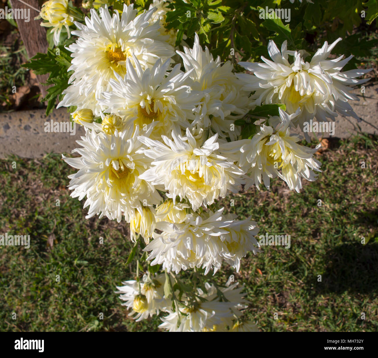 White Mums High Resolution Stock Photography and Images - Alamy